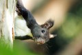 Veverka obecná<br>Sciurus vulgaris<br>Místo: Nadějkov <br>Datum pořízení: 27.9.2009