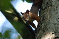 Veverka obecná<br>Sciurus vulgaris<br>Místo: Nadějkov <br>Datum pořízení: 27.9.2009