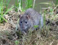 Potkan<br>Rattus norvegicus<br>Místo: Příbram <br>(Hořejší Obora)<br>Datum pořízení: 28.7.2013